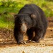 Sri Lankan Wild Bear