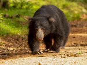 Sri Lankan Wild Bear