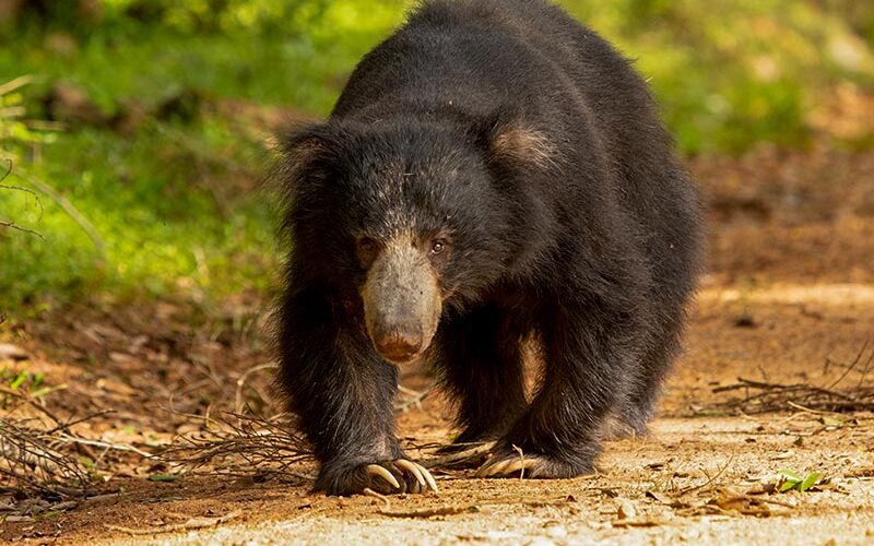 Sri Lankan Wild Bear